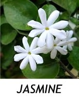 JASMINE