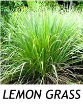 LEMON GRASS