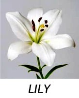LILY