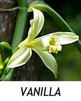 VANILLA